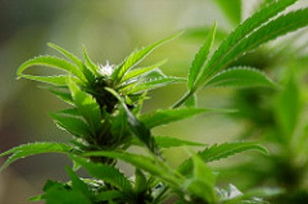 Iniciativa para establecer y coordinar un “Observatorio Griego para el Uso Médico del Cannabis”