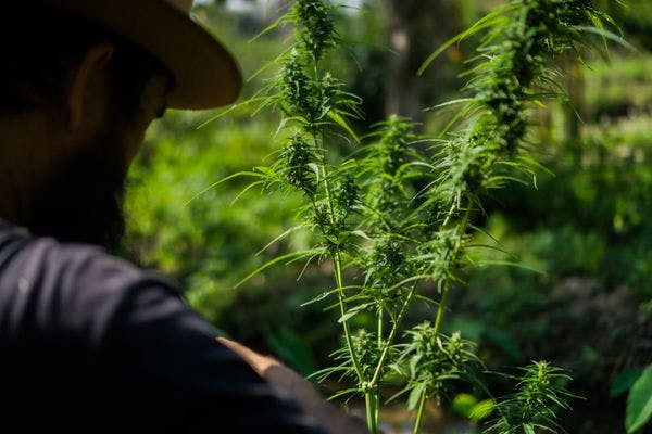 South Africa: Mpondoland cannabis growers left out to dry