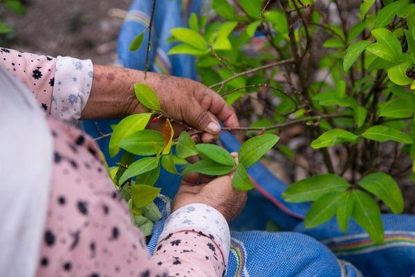 Reimagining the drug war amid rising coca cultivation in Central America