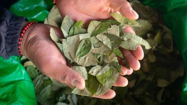 Descheduling the coca leaf is a step toward decolonising drug policy - Statement at HRC57 panel discussion on the rights of Indigenous Peoples