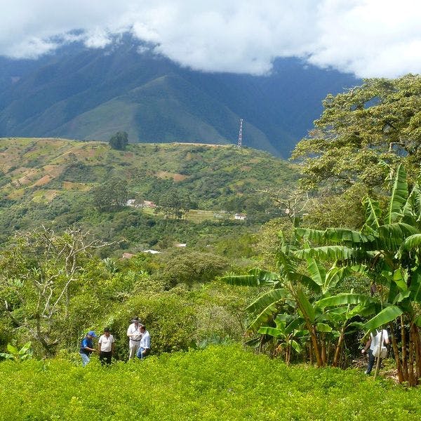 Los costos de recomenzar las aspersiones aéreas a la coca en Colombia