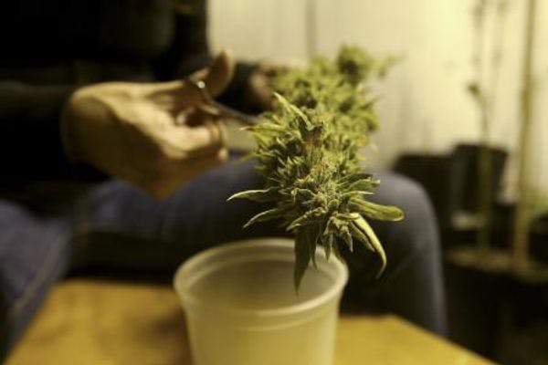 Uruguay to sell marijuana tax-free to undercut drug traffickers