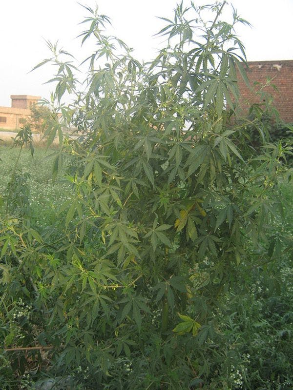 Presentadas dos iniciativas para legalizar el cultivo de cannabis en Marruecos