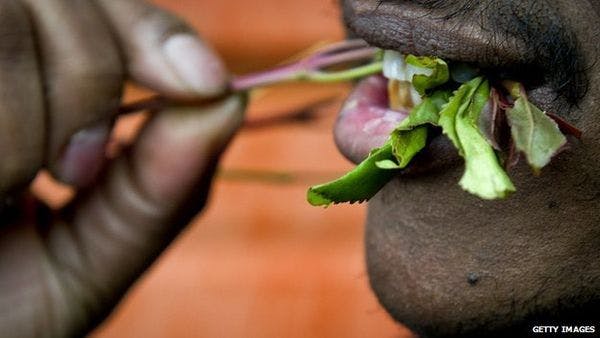 Khat ban: Why is it being made illegal?
