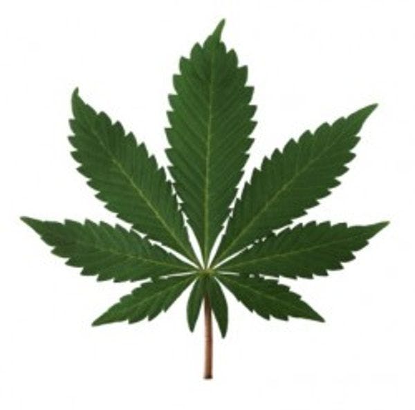 Sensible BC (British Columbia) begins campaign to decriminalise cannabis