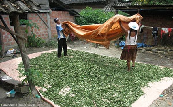 Unión Europea promueve cultivos alternativos a la coca en Bolivia