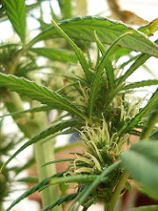 Chile: clubes de cannabis proliferan y gobierno crea protocolo para regular autorización de cultivo