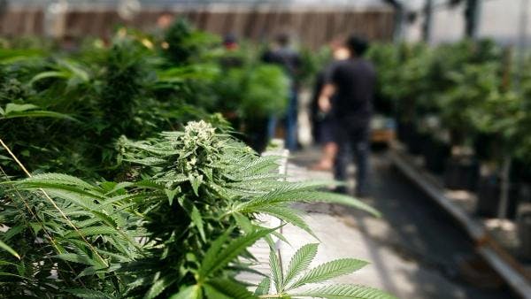 La República Checa podría legalizar pronto la venta y cultivo de cannabis