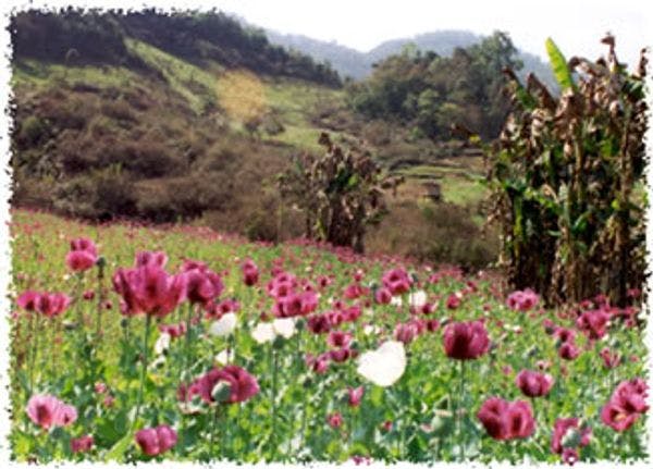 A day in a life of a woman opium poppy farmer in Myanmar