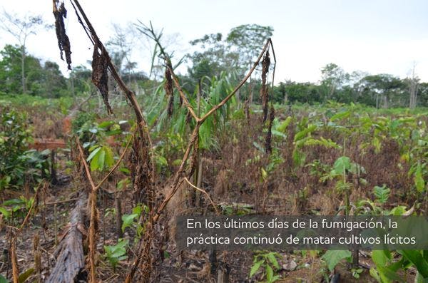 El ocaso de la campaña de fumigación de la hoja de coca resalta su injusticia e ineficacia
