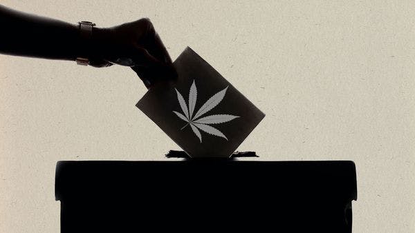 États-Unis : Les électeurs de cinq États et de dizaines de villes se prononceront sur les mesures de légalisation du cannabis en novembre prochain