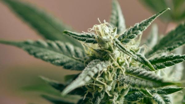 Argentina: La Corte confirmó la despenalización del cultivo de cannabis para uso medicinal, pero con inscripción previa en un registro oficial