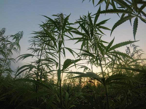Morocco set to legalise cannabis production for medical use