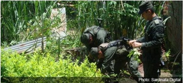 La Colombie passe la première ébauche du projet de loi sur la légalisation de la culture de plantes illicites 