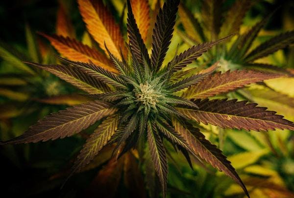 Grupo rastafari keniata busca legalizar el consumo “espiritual” de cannabis 