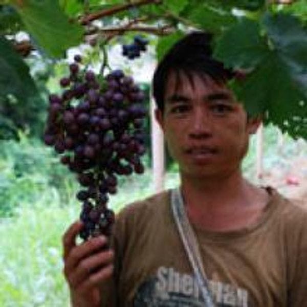 La ONUDD ayuda a los campesinos de Lao a encontrar alternativas al cultivo de adormidera