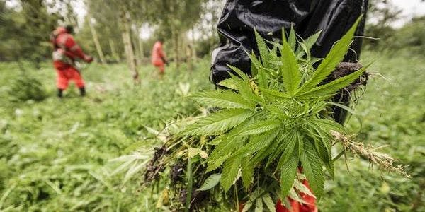 La consommation et la possession de cannabis à nouveau poursuivies en Belgique
