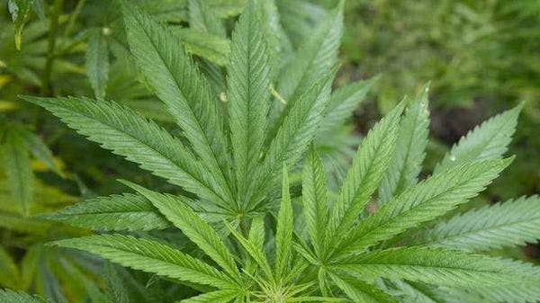 La feria Expogrow abordará el debate sobre la normalización del cannabis