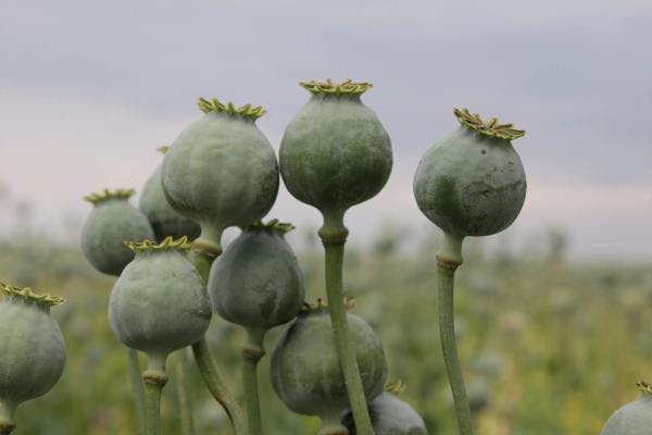 Inde : Des politiciens du Pendjab renouvellent leur demande de légalisation de la vente d'opium