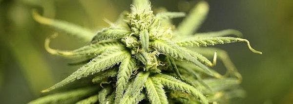 Expertos debatirán en Irun sobre la normalización del Cannabis