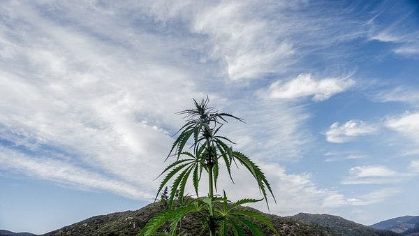 Ministère de l’Intérieur : Non à la culture du cannabis au Maroc