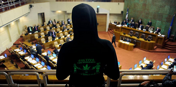 Cámara aprueba en general proyecto que despenaliza el autocultivo de marihuana