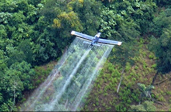 Santos anuncia fin de fumigación de cultivos de coca y plan piloto de sustitución en el Putumayo, Colombia 