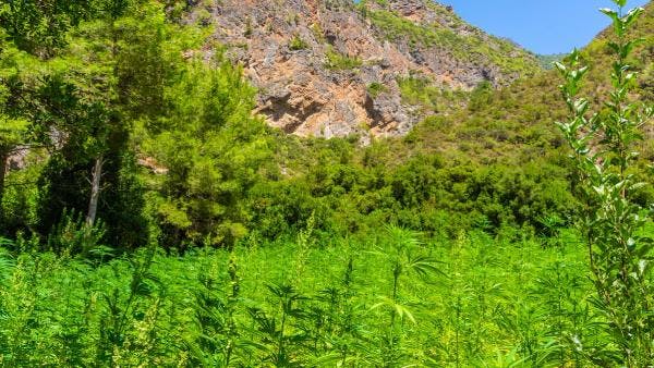 Cannabis légal : « Le Maroc doit d’abord construire son propre marché avant de vouloir exporter vers l’Europe »