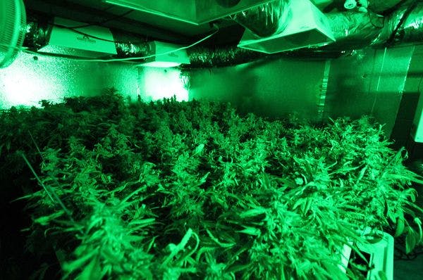 El Gobierno holandés aprueba un programa piloto de cultivo público de cannabis