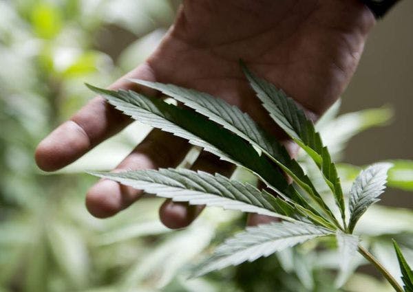 Jamaica eliminará los antecedentes penales por consumo de marihuana
