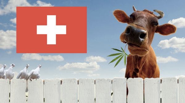 La ciudad suiza de Ginebra apoya la legalización de la marihuana