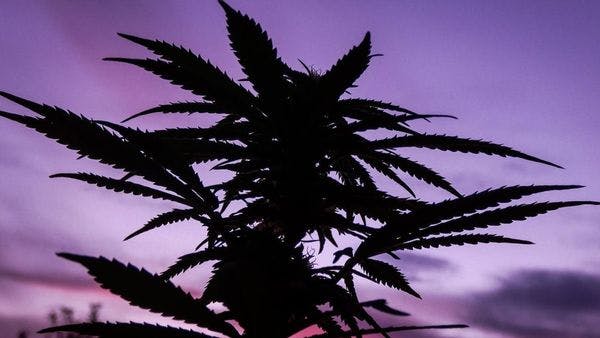 Pondoland: South Africa's cannabis growers left behind by legalisation plans