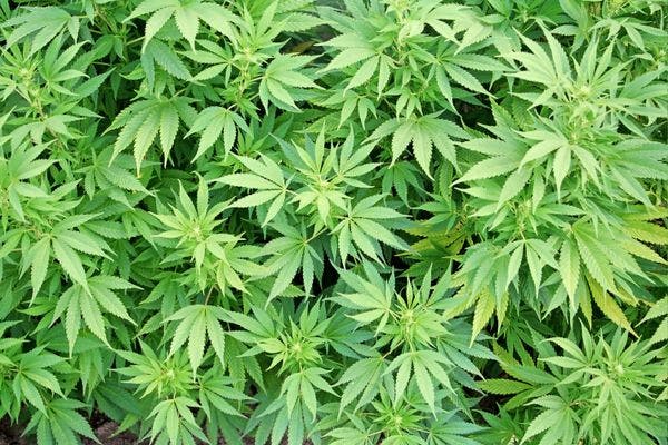 Washington DC legalises marijuana possession and use