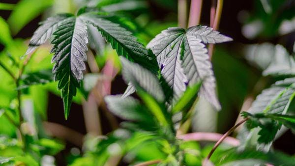 German cannabis regulation on thin ice - The government’s risky approach to international legal obstacles puts the entire project in jeopardy