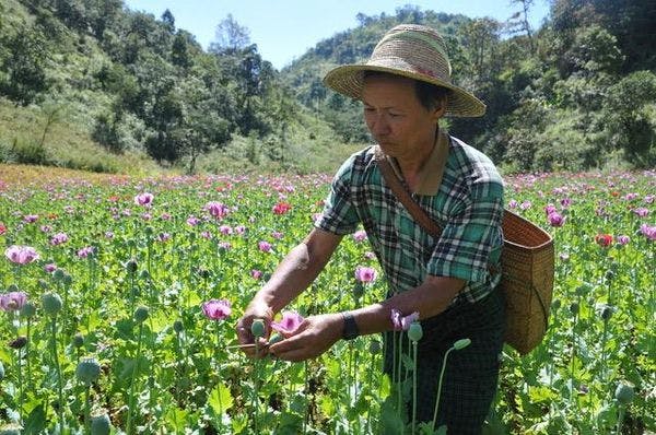 Opium farmers in Myanmar: The lives of producers of prohibited plants