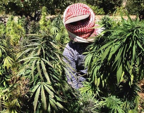 Syria conflict: Lebanon sees surge in cannabis crop as army is forced to focus on border security