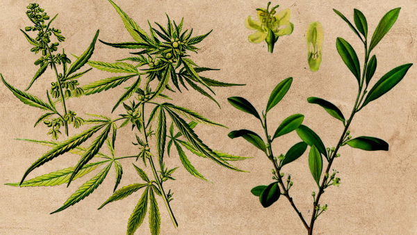 Cannabis and coca leaf top UN drugs commission agenda