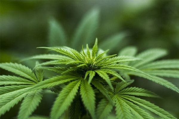 La Chambre des représentants philippine approuve l’usage médical du cannabis, ainsi que sa production