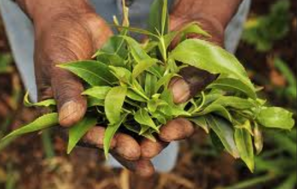 Khat producers left high and dry after UK ban