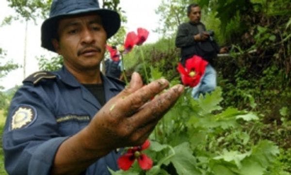 Guatemala estudia reformas para gravar cultivos legales de drogas 