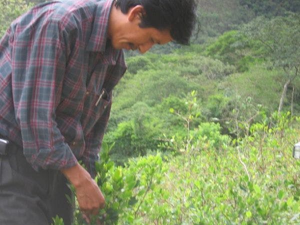 Bolivia charts its own path on coca