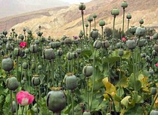 The empowering and dangerous work of harm reduction in Afghanistan