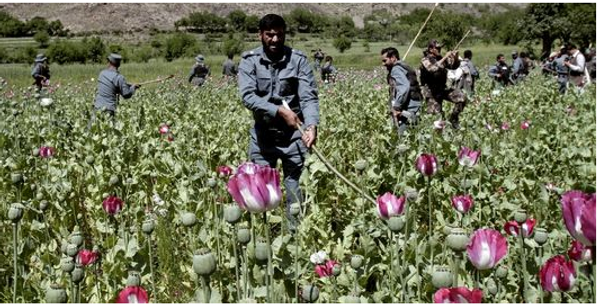 En Afghanistan, l'OTAN a perdu la guerre de l'opium