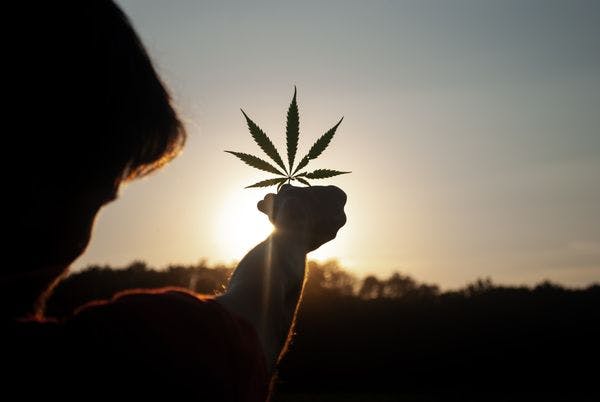 Une étape de plus vers la légalisation du cannabis au Mexique