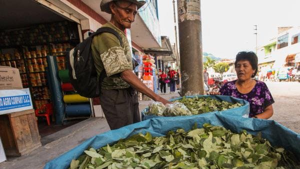 Bolivia pide a la ONU una revisión crítica de la clasificación de la hoja de coca