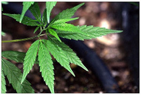 The Zimbabwe Civil Liberties and Drug Network (ZCLDN)  applauds Government's move to legalise cannabis production