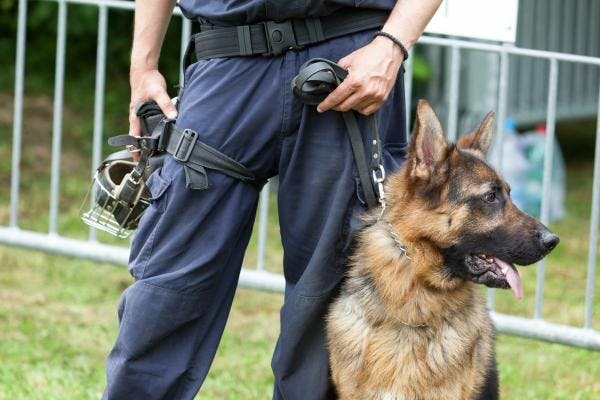 Australia: Drug-detection dogs are wrong more than right, data reveals