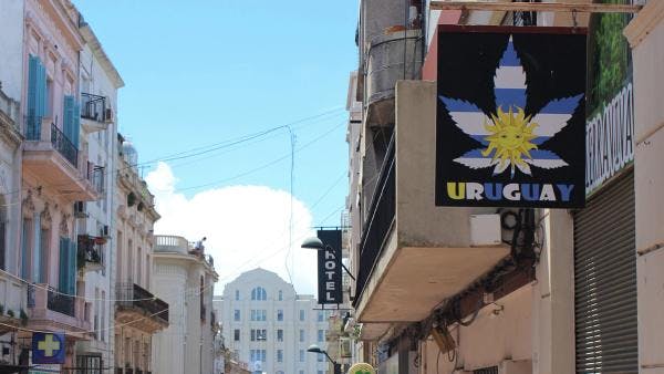 Las farmacias de Uruguay comenzaron a vender una variedad más fuerte de marihuana, se duplicó la demanda y agotaron el stock