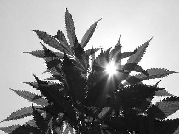 Chili: Un premier pas au Congrès pour légaliser le cannabis