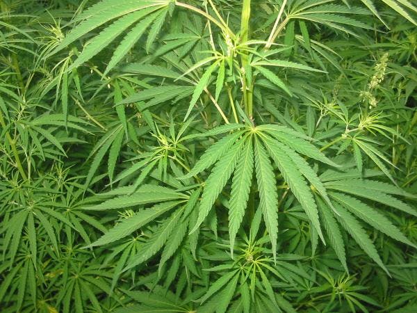 Recreational cannabis to be intended for Luxembourg residents only